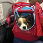 Como Transportar Animais em Viagens de Avião (PET) Como Transportar Animais em Viagens de Avião aqui